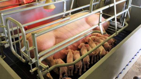 New Zealand: 60.000 lợn con có thể chết mỗi năm nếu cấm sử dụng chuồng đẻ