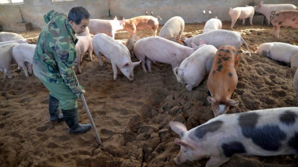 Trung Quốc: Quan chức cảnh báo người nuôi lợn không nên đánh cược, đầu cơ