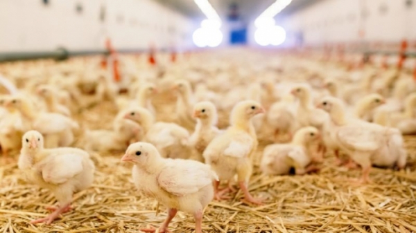 Đức, Pháp kêu gọi các nước châu Âu cùng cấm tiêu hủy gà trống con