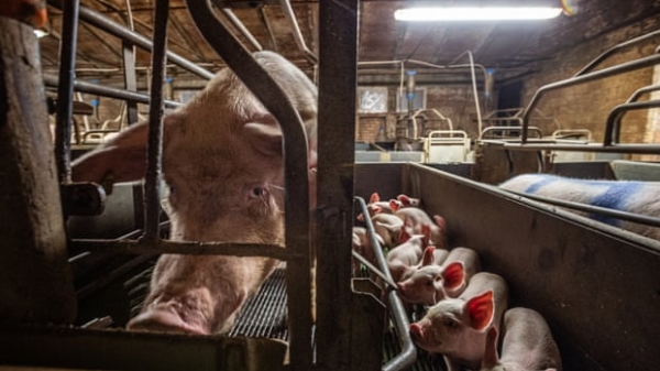 Anh: Người nuôi lợn đứng bên bờ vực vì lệnh cấm nuôi nhốt