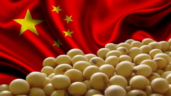 Phân tích: Trung Quốc sẽ giảm mạnh nhập khẩu đậu tương vào cuối năm nay