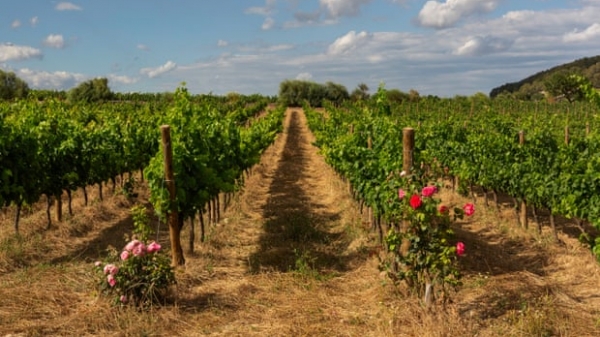 Tây Ban Nha: Mô hình nông nghiệp tái sinh đem lại thành công kép