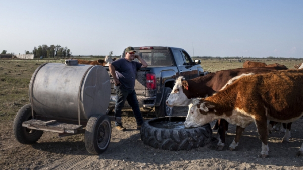 Canada: Nông dân chạy đua với hạn hán để giải cứu gia súc