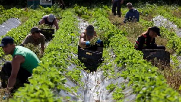 Nông nghiệp tái sinh giúp Vương quốc Anh giảm phát thải