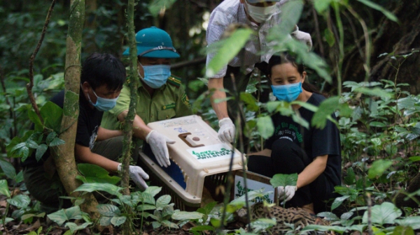 13 cá thể động vật hoang dã được tái thả về rừng Cúc Phương