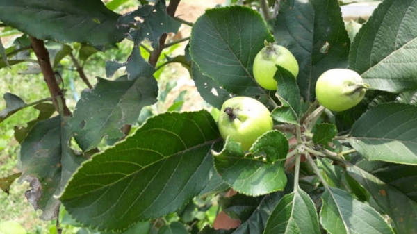 Nông dân Ấn Độ trồng thành công giống táo trái vụ, ưa khô nóng