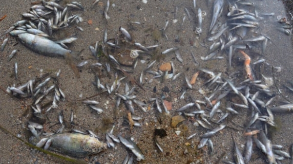 Tây Ban Nha mở cuộc điều tra vụ cá chết bất thường