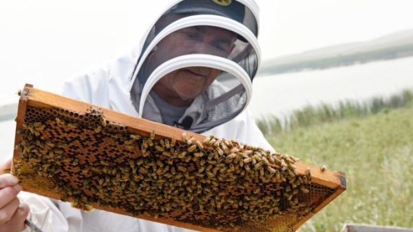 Mỹ: Đàn ong suy yếu vì hạn hán, cây trồng gặp rủi ro khó thụ phấn