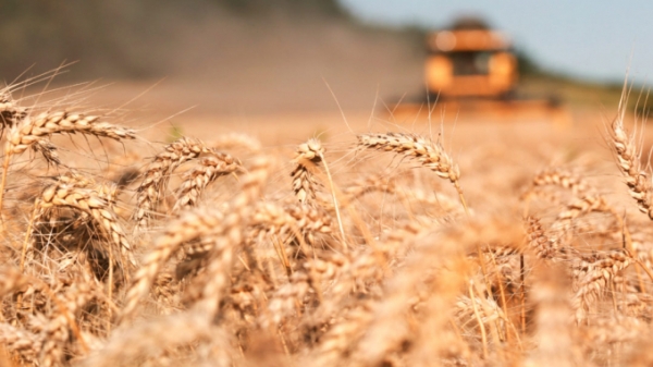 Giá lúa mì nội địa Nga tăng cao bất thường
