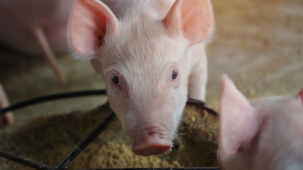 EU phê duyệt dùng côn trùng làm thức ăn chăn nuôi cho lợn, gia cầm