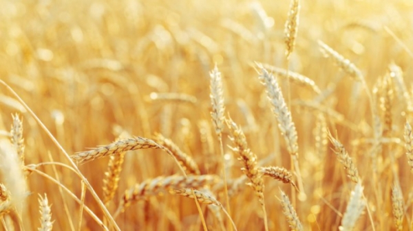 Vương quốc Anh thử nghiệm lúa mì biến đổi gen giúp 'cắt giảm ung thư'