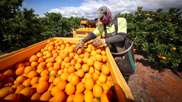 Khủng hoảng lao động nông nghiệp Úc ngày càng trầm trọng