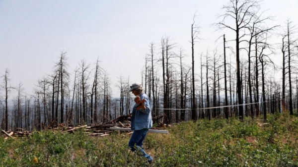 Hoa Kỳ: Chiến dịch tái trồng rừng 'hụt hơi' trước tốc độ cháy rừng