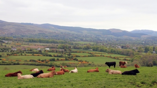 Chính phủ Ireland đau đầu với bài toán cắt giảm phát thải nông nghiệp