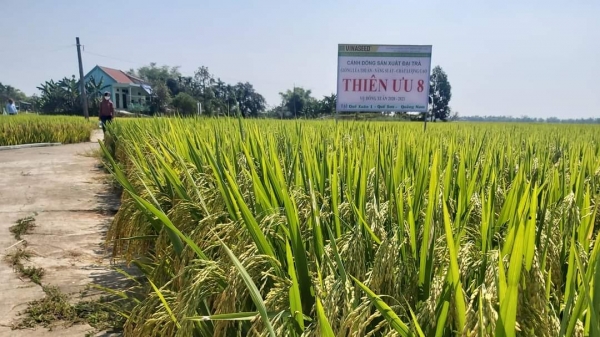 Thiên ưu 8 của Vinaseed chiếm ưu thế ở Quảng Nam