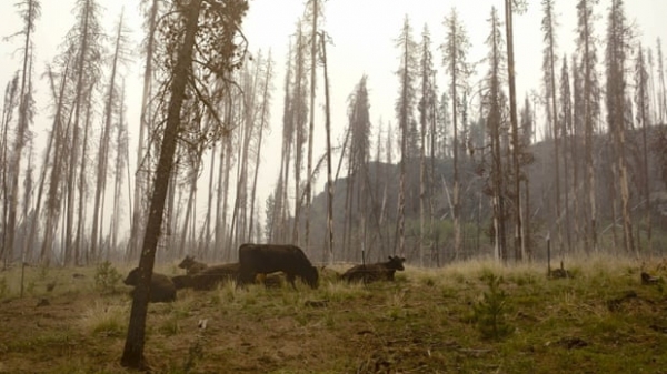 Hoa Kỳ: Cháy rừng khiến giảm sản lượng sữa bò?