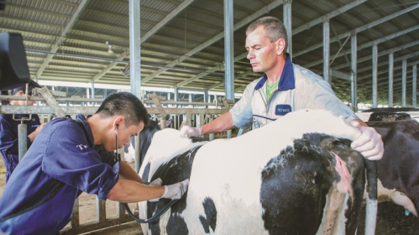 Cụm trang trại bò sữa kỷ lục thế giới dưới góc nhìn chuyên gia quốc tế