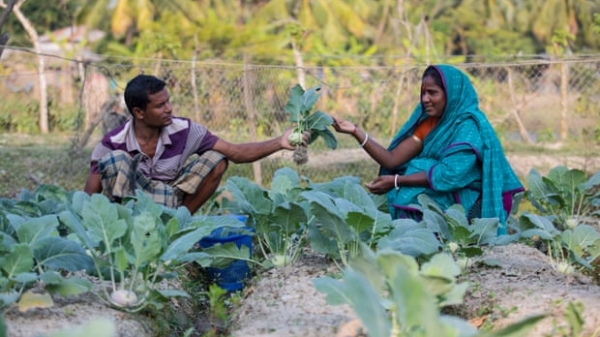 Nông dân Bangladesh làm 'cách mạng nông nghiệp' nhờ cây trồng chịu mặn
