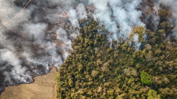 Cây trồng Brazil tàn lụi bởi lửa, băng giá và hạn hán