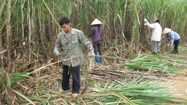 Tuyên Quang: Giá mía nguyên liệu tăng 50.000 đồng/tấn