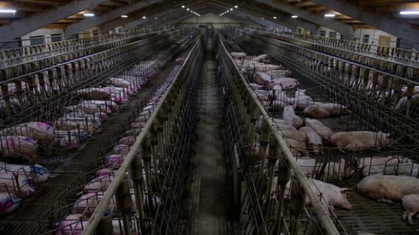 Tây Ban Nha thành nhà sản xuất thịt lợn lớn nhất EU