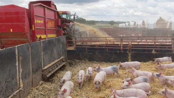 Thịt lợn giá rẻ của EU tràn ngập thị trường Anh