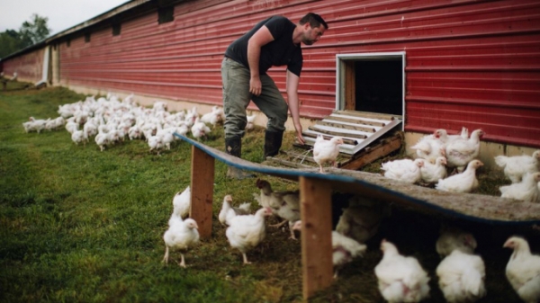 Mỹ: Người nuôi gà hữu cơ 'sốc nặng' vì giá đậu tương hữu cơ tăng vọt