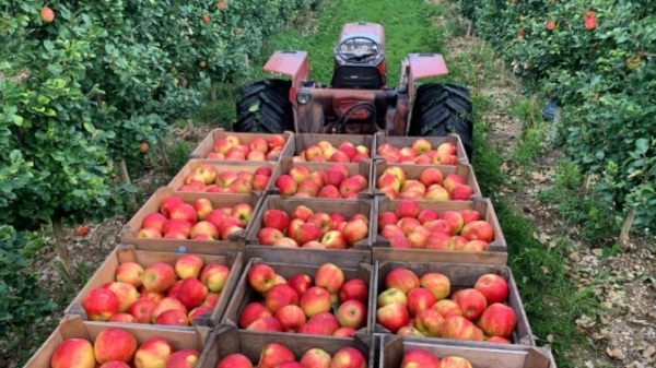 Những lý do nào khiến Washington trở thành bang sản xuất táo nhiều nhất Hoa Kỳ?