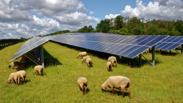 Nuôi cừu kết hợp sản xuất năng lượng mặt trời: Tiềm năng lớn
