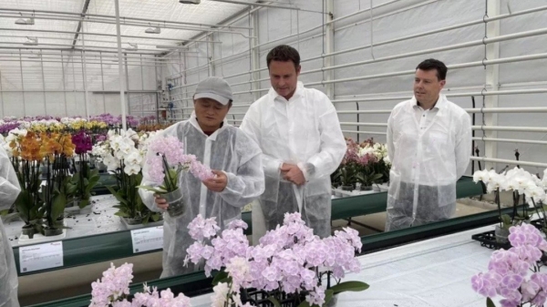 Jack Ma theo đuổi đam mê công nghệ hóa nông nghiệp sau khi nghỉ hưu