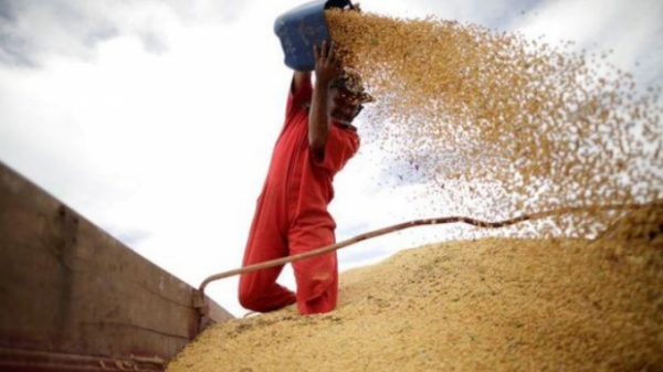 Mỹ lo ngại đậu tương Brazil 'lấn lướt' thị trường