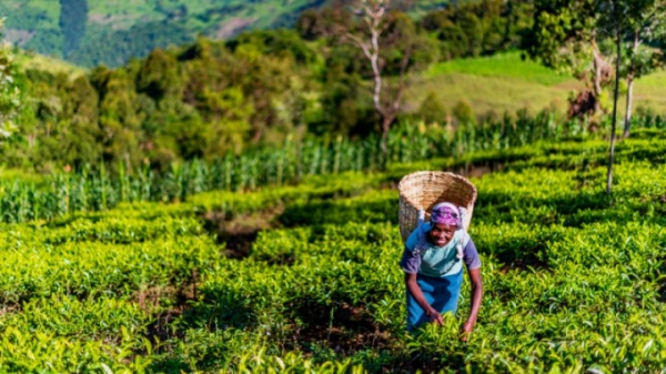 Nông nghiệp hữu cơ có thể thành 'cốt lõi mới' của mối quan hệ EU-châu Phi