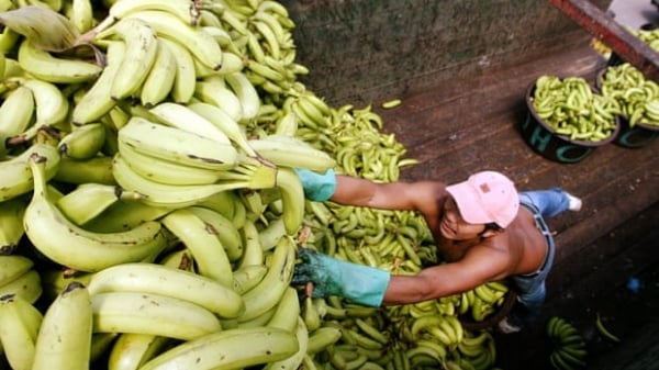 Nông dân Mỹ Latinh khổ vì nghịch lý giá chuối