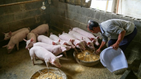 Trung Quốc: Người nuôi lợn quy mô nhỏ loay hoay vượt bão phá sản