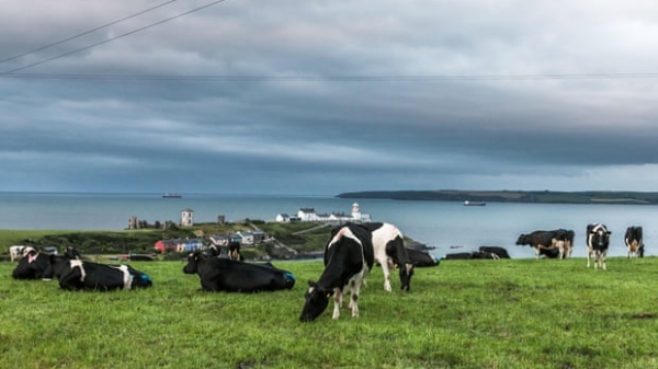 Ireland cần tiêu hủy tới 1,3 triệu gia súc để đạt được mục tiêu khí hậu