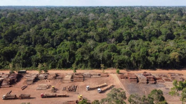 Liệu có thể thực sự ngăn chặn nạn phá rừng?