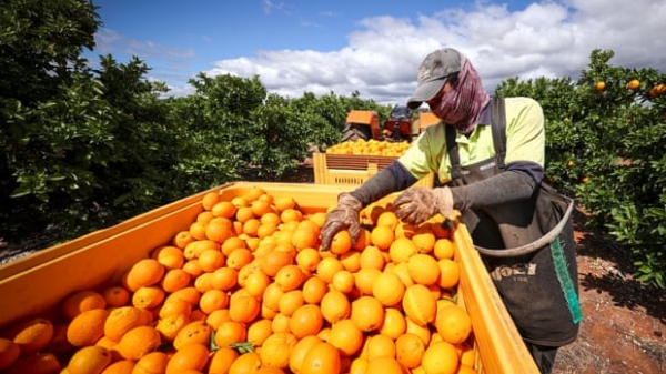 Úc sắp thực hiện trả mức sàn tiền lương cho công nhân nông trại