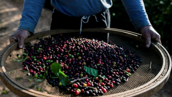 Giá tăng cao, nông dân trồng cà phê 'bùng' giao dịch