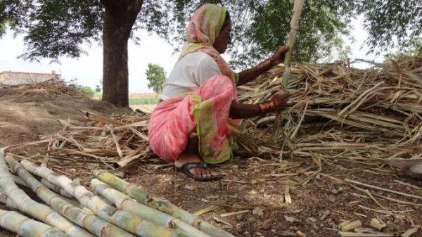 Cuộc sống khốn khó, không lối thoát của công nhân thu hoạch mía Ấn Độ