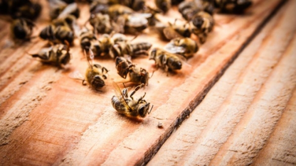 Người nuôi ong Pháp kêu gọi cấm thuốc diệt cỏ profulscarb