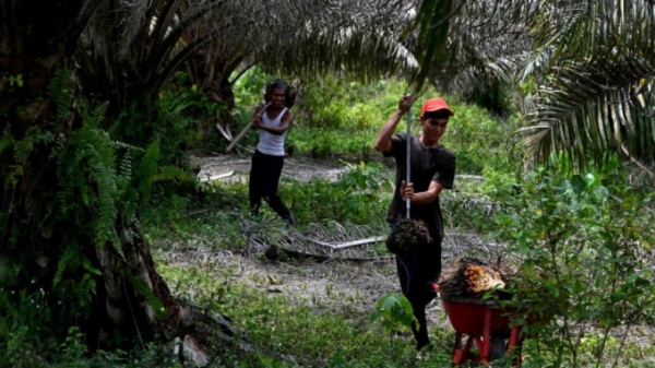 Ngành dầu cọ Indonesia và 'cuộc chiến' truyền thông về môi trường