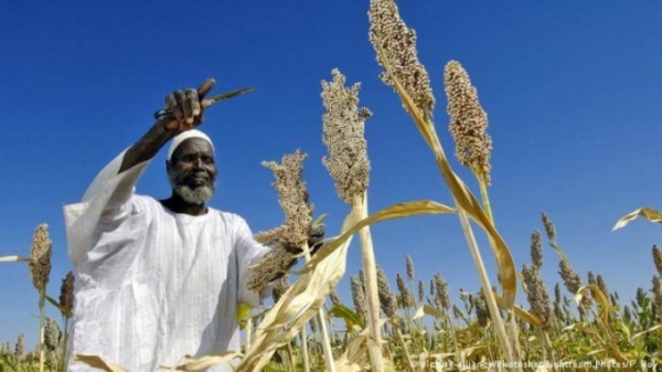 Nông dân châu Phi đau đầu lựa chọn hạt giống