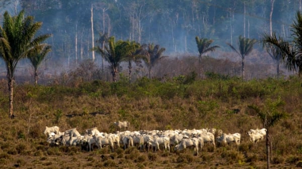 Mặt trái của ngành chăn nuôi bò vùng Amazon