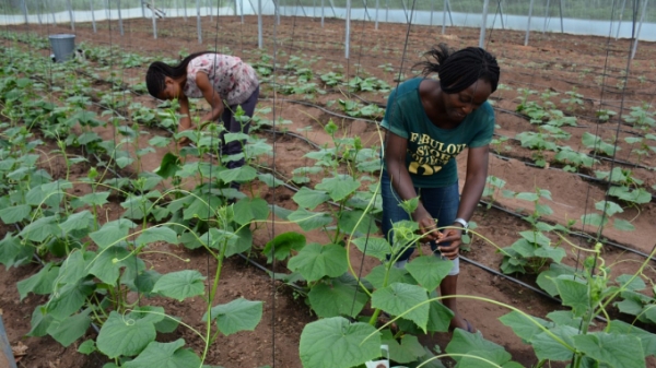 'Cảm hứng Trung Quốc' khiến thanh niên Nigeria dấn thân làm nông nghiệp