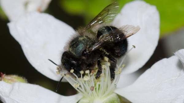 Thuốc trừ sâu khiến ong mất vài thế hệ để phục hồi