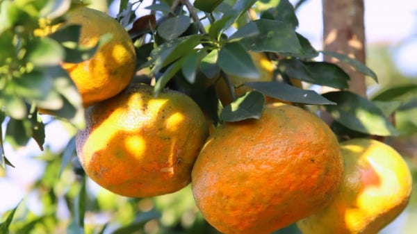 Thứ trưởng Lê Quốc Doanh: Hạn chế tối đa việc phát triển nóng cây cam