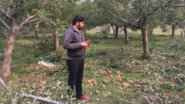 Nghề trồng táo Ấn Độ sẽ sớm bị 'xóa sổ'?