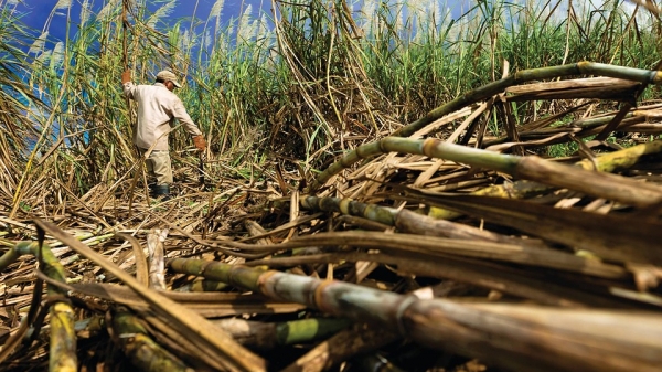 Cuba tái cơ cấu toàn bộ ngành mía đường