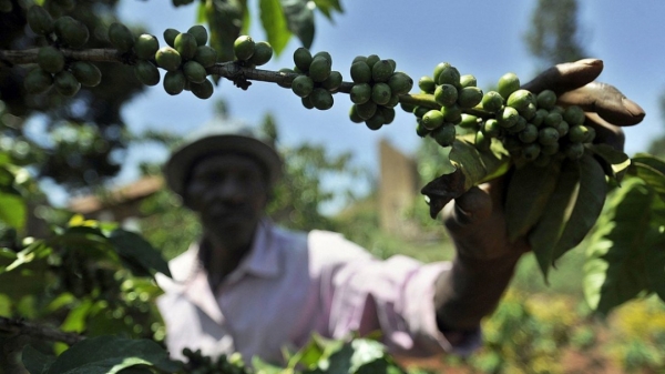 Điều gì ngăn châu Phi xuất khẩu nông sản sang Trung Quốc nhiều hơn?