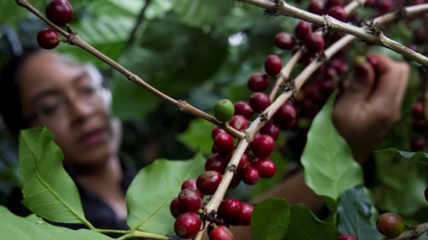 Nông dân trồng cà phê Trung Mỹ lũ lượt di cư mong thoát nghèo